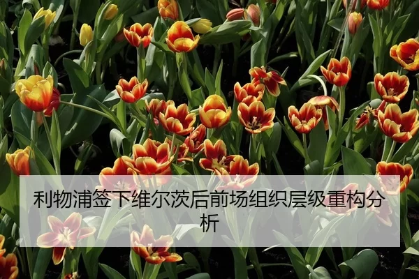 利物浦签下维尔茨后前场组织层级重构分析